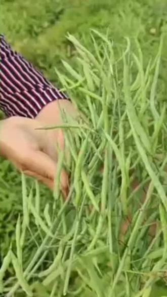 🎆油菜籽的妙用🎆 油菜籽外用具有消肿止痛,促进血液循环,治疗烫伤和缓解皮肤瘙痒等多种功效与作用。
1、消肿止痛:油菜籽研磨外敷可促进局部血液循环,减轻肿胀和疼痛,常用于跌打损伤,关节肿痛等情况。
2、治疗烫伤:油菜籽炒熟研末,与香油调匀涂抹烫伤处,能缓解疼痛,促进伤口愈合。 3、缓解皮肤瘙痒:油菜籽煎水外洗,可减轻皮肤瘙痒症状。 4 、生菜籽,越陈越好磨成粉,加入蛋清,白醋抹在棉布上,关节炎、贴在身上两个小时一次,间隔三天,2到3次见效。 5、关节炎、肩周炎有特效。 此视频仅供参考,如有不适请线下求医。