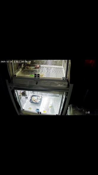 #手养玄凤鹦鹉 #宠物 #鹦鹉日常 凌晨一点,你唱一句他唱一句😂😂