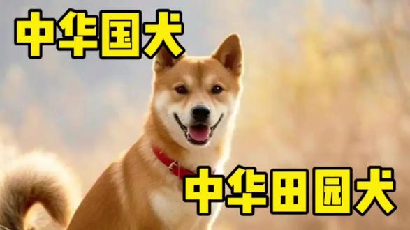 它不是“土狗”,是刻在中国人骨子里的“国犬”,守护了我们上下五千年#动物#动物科普 #中华田园犬 #一分钟知识分享 #知识