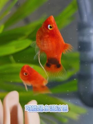 #水族#观赏鱼#鱼缸里的大自然#养鱼日记#鱼 新手养鱼必备,希望可以帮到你们