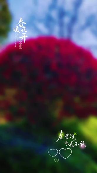 风遇花开,心向自在!#享受大自然 #南湖公园