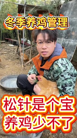 松针是个宝,养鸡少不了#养鸡 #养鸡人 #散养土鸡 #土鸡 #科学养鸡