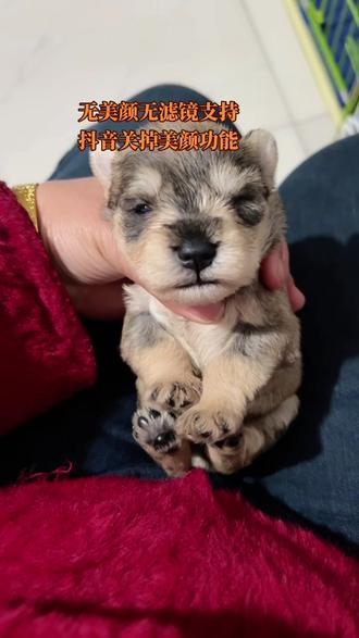 萌娃被迫营业,支持抖音关闭美颜功能😂#萌系小体雪纳瑞