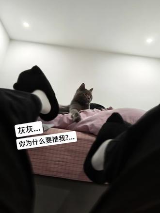 #猫#你为什么要推我