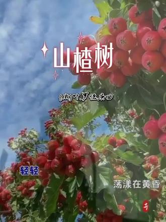歌曲《山楂树》(俄)叶.罗德庚曲#🌹