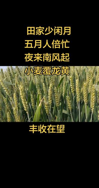 田家少闲月,五月人倍忙。夜来南风起,小麦覆龙黄。 麦子在送它的香,日子在撒它的糖
#田间小麦
#情感共鸣
#文案
#麦子熟了