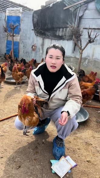 拉大鸡回家续养 告别肿头肿脸#养鸡人 #养鸡 #养鸡技术分享 #养鸡小妙招 #农村养鸡技巧