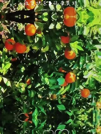 阳光下的新鲜橙子,果园直采,酸甜多汁!咬一口,满满的维C暴击🍊✨ #新鲜水果 #果园直供#橙子
