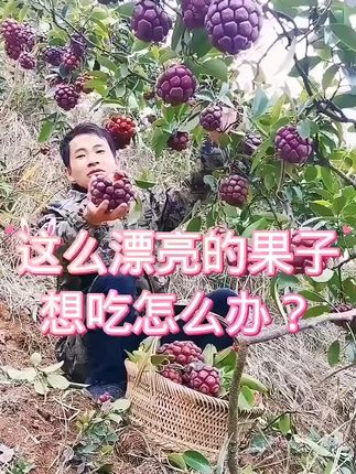 黑老虎三年苗出售,盆栽地栽都可以,贵州发苗,种植一年结果。