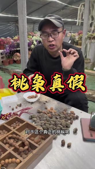 都在说桃枭,我们在淄博鲁山脚下到处是野生桃枭,有发言权跟大家科普一下……#桃枭 #我的乡村生活 #鲁山国家森林公园 #乡村守护人