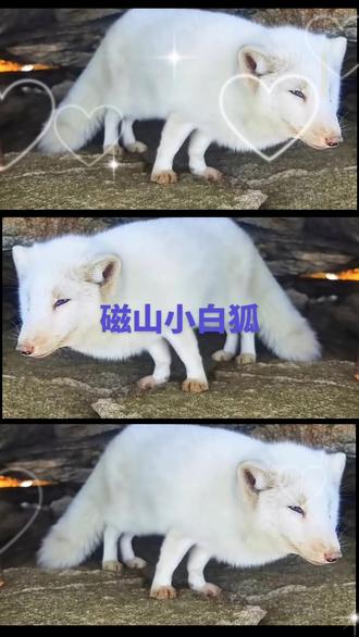 小白狐,聚天地之灵气!