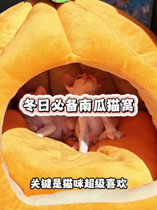 暖乎乎的小南瓜猫咪怎能不喜欢!快给你家毛孩子搞一个吧!#猫窝 #冬季猫窝 #新手养猫 #南瓜猫窝 #无限回购的宝藏单品