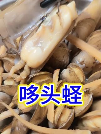 哆头蛏#蛏 #蛏子 #蛏子的家常做法 #蛏子做法