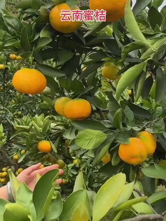 云南蜜桔 #当季水果 #水果采摘 #抖音水果 #优质水果 #原产地