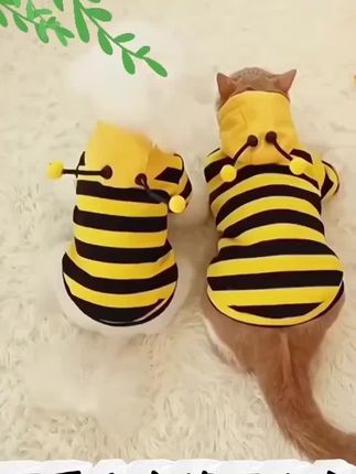 猫咪衣服狗狗蜜蜂装金渐层布偶英短蓝猫小型犬宠物保暖狗狗卫衣#宠物#宠物用品#萌宠推荐官 #猫狗通用 #保暖又好看