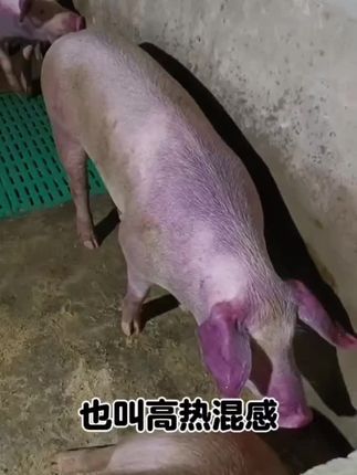 #所有养猪人#养猪技术#猪病防控