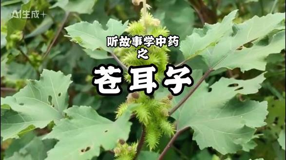 路边不起眼的小刺球尽然能治好囔囔鼻。听故事学中药,今天讲苍耳子的故事。#中医科普健康 #创作者中心 #创作灵感 #苍耳子 #鼻炎