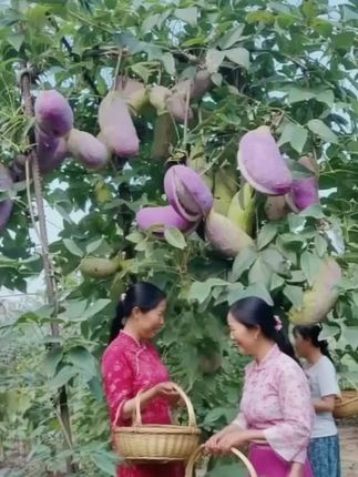 #野果八月瓜#软糯香甜无筋无丝老少皆宜 #现摘现发新鲜到家 #快来一起尝个鲜 #上热门