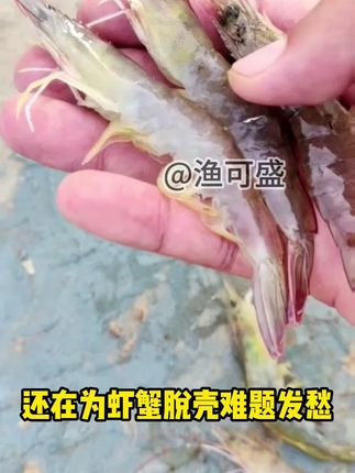 补钙硬壳促进生长虾蟹养殖专用#离子钙 #南美白对虾养殖 #螃蟹养殖 #渔可盛