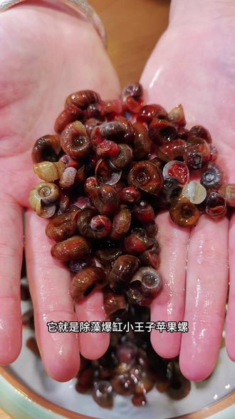 鱼缸长藻、底砂留便别愁,苹果螺来搞定!
它自带“清缸神器”属性,吃藻、清理残饵超勤快。
关键是雌雄同体、易爆缸,不愁数量;多了刚好喂狗头、喂乌龟,一点不浪费。
新手也能轻松拿捏,赶紧安排上!
#苹果螺 #除藻工具 #养鱼好物 #原生造景