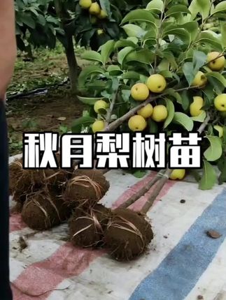 #果树苗 #三农种植 #秋月梨树苗 #树苗基地 #基地直发