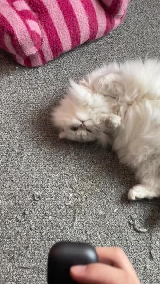 华为Freeclip2推送鸿蒙6,搭配Mate80星闪连接 #可靠的Mate #我的鸿蒙体验 #数码科技 #玩机技巧 #鸿蒙next