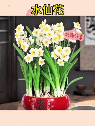 #水仙花 #阳台花卉 #花卉绿植 正宗漳州水仙花浓香型年宵盆栽耐寒室内水培种球花卉好养活#水培绿植 #花卉绿植