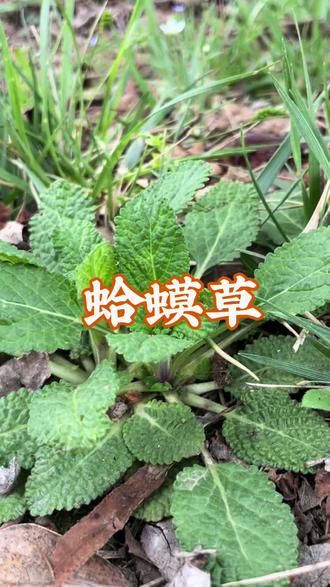#蛤蟆草#大自然的馈赠 #野菜 #野生植物 #植物科普小知识 挖野菜吧,最近天气冷好多家人都需要的一种植物 你们那里有吗