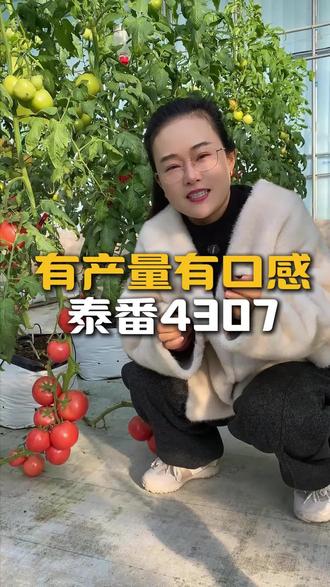 有产量有口感的泰番4307#西红柿种植 #番茄种植 #优质农产品 #泰山番茄