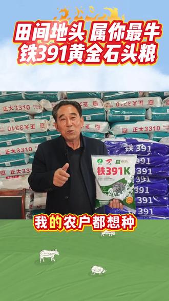 #高产玉米种子上热门 #铁391玉米种 铁391铁杆大棒高产多抗