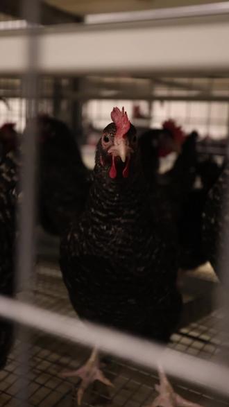 新手该怎么选鸡苗#小白创业 #养鸡 #00后创业 #小鸡 #鸡苗