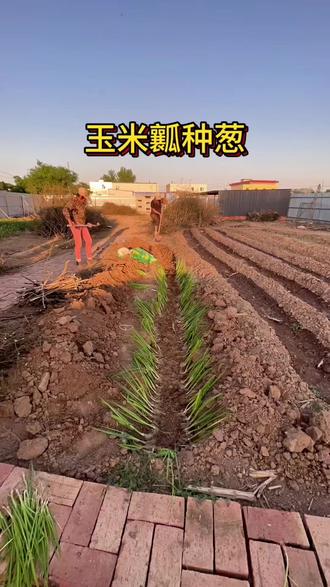 种葱放玉米瓤是什么原理?#新农人计划 #种葱 #我的真实农村生活 #90后回乡创业