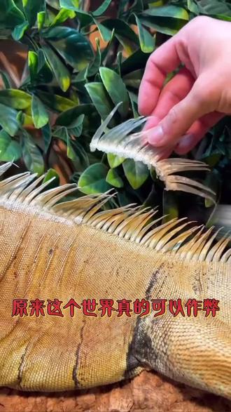 # 青年创作者扶持计划四种常见病,中教你调# 中医 # 抖出健康知识宝藏 # 我的年度健康盘点 # 涨知识医疗科普