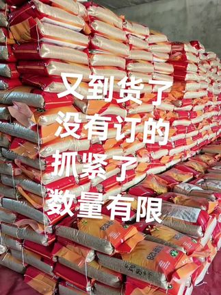 高产量小麦种子#三农
