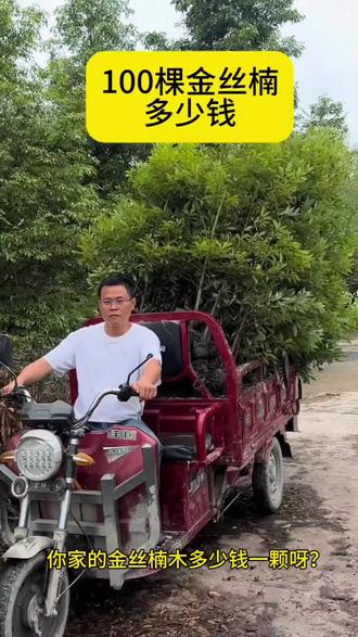 家人们!养花种草不如种棵能“升值”的金丝楠木!这树苗带土球发货,成活率超高,往院子里一栽,既能当景观树,又能慢慢养出价值,越久越珍贵~
#金丝楠木苗 #庭院种树 #升值绿植 #达人推荐 #名贵苗木