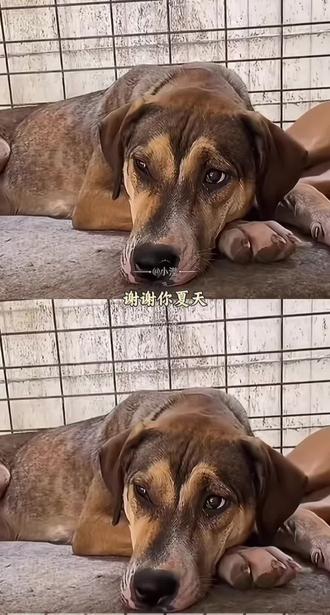 小勇士夏天去汪星找哥哥姐姐 了 #晚安夏天 #西北刀客护农队#西北刀客