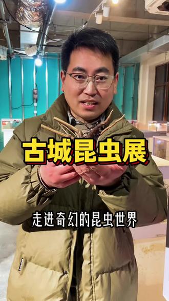 逛商丘古城见萌宠小昆虫了#商丘古城#归德大集#昆虫展#爬行动物