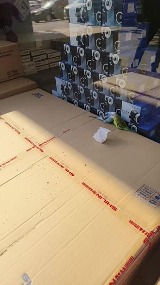 没去看鹈鹕,我们就看个自家🦜吧#鹈鹕