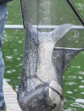 野营者大物抄网头新款巨物专用涂胶防挂钩网兜大号钓鱼捞鱼网#抄网头加深网兜 #钓鱼人 #抄网大物 #天猫双11抄省清单 #捕鱼抄网兜