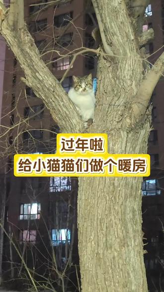 过年了,再做个猫窝#宠物 #创作者中心 #创作灵感 #关爱流浪动物