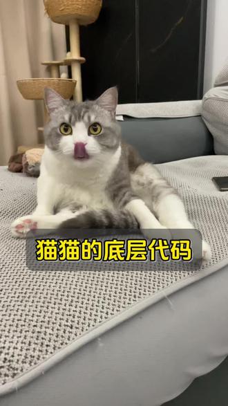 猫猫的底层代码 #猫咪的心思都写在脸上了 #猫猫的铲屎官 #新手养猫指南 #宠物知识