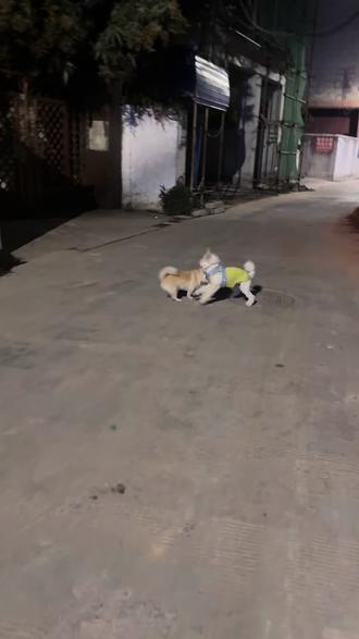 黑脸每天晚上都会在楼下等我家两只小毛孩一起去玩,今天如往常一样下楼,但是不一样的是,一直以为是流浪狗的黑脸,原来是有主人的,他的主人路过的时候叫了他一声小白小白就跟着他狂奔了,原来黑脸叫小白。#夜间遛狗 #追逐打闹日常 #狗狗🐶 #溜狗 #狗狗追逐战