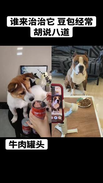 和 @钢氏家族-斯塔福 一起 #合拍 #豆包 #牛肉罐头 #罐罐 #猫狗罐头