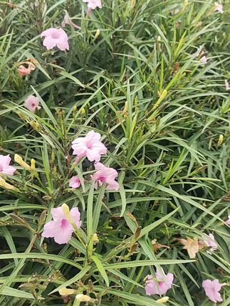 美好生活与你同框 💝东操场遛一遛🌹🌿🌷🍀🌺🌲