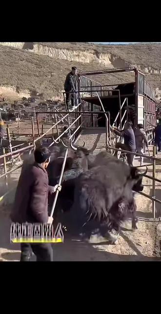 欺负老实牛啊这是🐮,你在捣一下试试😂😂