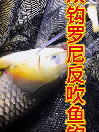 钓草鱼用双钩,中鱼率非常好高#垂钓 #户外钓鱼 #欧鲤钓 #草鱼#珠珠钓鱼法技巧