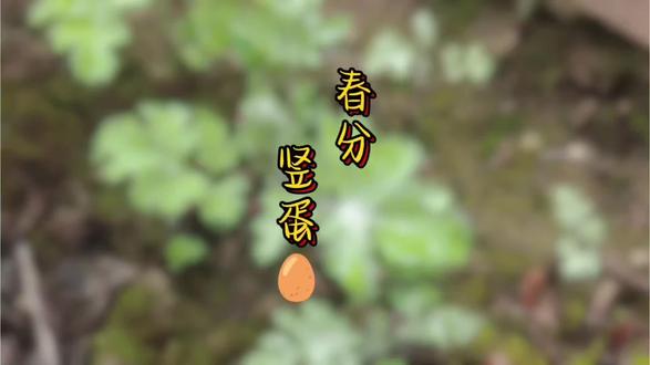 春分立蛋大作战!给蛋宝宝画春装,撒点盐就立正啦~🥚🎨✨