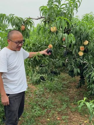 蒙阴白桃又脆又甜!