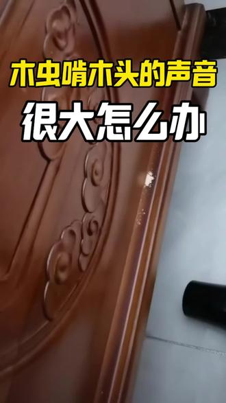 蛀木虫怎么消灭 蛀木虫啃木头的声音很大怎么办?一到晚上就听到木床发出很大的咯吱咯吱的声音,难以入睡,说明虫害可能较为严重,怎么才能找到蛀木虫的位置并消灭蛀木虫呢?先观察木家具表面是细小虫孔,且虫孔周围有木屑或者细腻粉末,虫子挖洞时会排出木屑或粉末的痕迹,再用耳朵贴近木家具找到最大声的位置,用笔做好记号后,再使用这款不伤木材的蛀木虫杀虫剂,喷洒在虫窝所在位置,多次喷洒,让药剂渗入木材深处,再将药剂用注射器注入虫洞或者最大发声处,虫子虫卵接触到药剂,就会被消灭,当晚就能止住声音睡个安稳觉了#蛀虫 #蛀木虫 #蛀木虫怎么消灭 #咯吱咯吱响 #木虫啃木头的声音很大怎么办