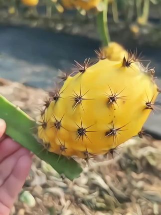 来自海南的麒麟果,也叫燕窝果,有着独特的口感,吃起来像在吃冰淇淋一样,香甜软糯、汁水充盈!一口咬下去满嘴都是果汁,真的太好吃了,喜欢的朋友赶紧来尝尝吧!#口感特别好 #很好吃 #新鲜水果 #燕窝果